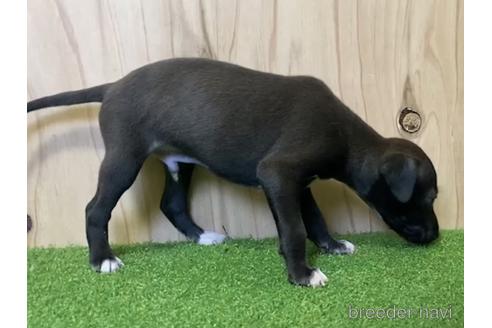 成約済の愛知県のイタリアングレーハウンド(イタグレ)-193270の2枚目