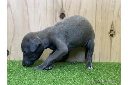 成約済の愛知県のイタリアングレーハウンド(イタグレ)-193273の2枚目