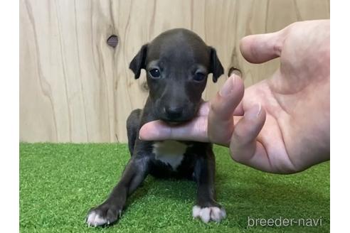 成約済の愛知県のイタリアングレーハウンド(イタグレ)-193276の1枚目