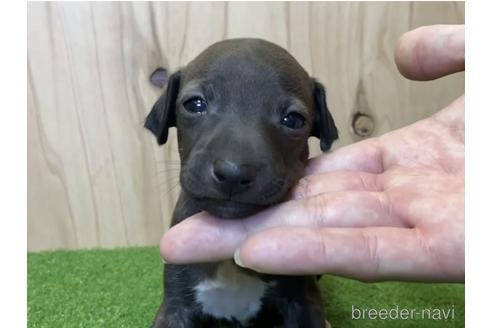 成約済の愛知県のイタリアングレーハウンド(イタグレ)-193276の2枚目