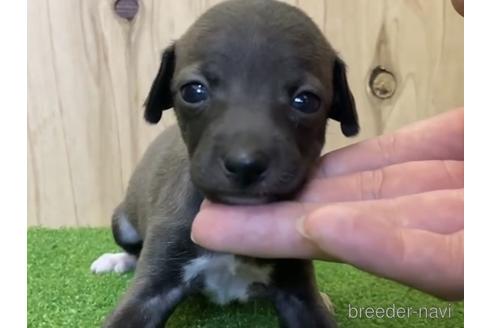 成約済の愛知県のイタリアングレーハウンド(イタグレ)-193280の2枚目