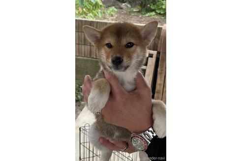 成約済の山梨県の柴犬-187479の4枚目