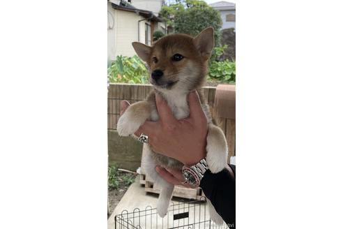 成約済の山梨県の柴犬-187479の1枚目