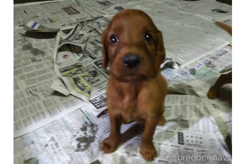 群馬県のアイリッシュセッター 男の子 22 06 生まれ レッド系 子犬id ブリーダーナビ 群馬県のアイリッシュセッター 男の子 22 06 生まれ レッド系 子犬id ブリーダーナビ