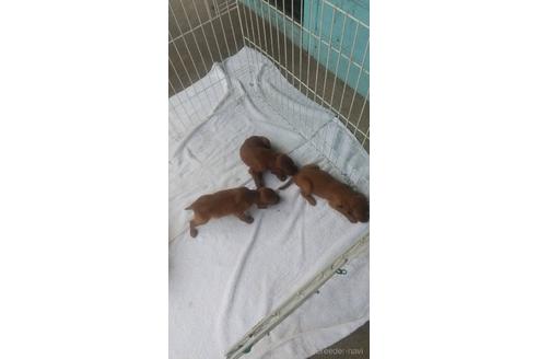 群馬県のアイリッシュセッター 男の子 22 06 25生まれ レッド系 子犬id ブリーダーナビ 群馬県のアイリッシュセッター 男の子 22 06 25生まれ レッド系 子犬id ブリーダーナビ