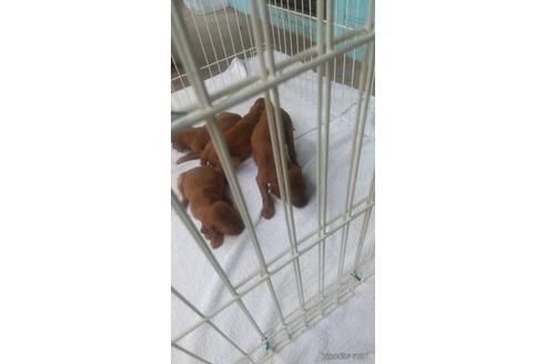 群馬県のアイリッシュセッター 男の子 22 06 25生まれ アプリコット 子犬id ブリーダーナビ 群馬県のアイリッシュセッター 男の子 22 06 25生まれ アプリコット 子犬id ブリーダーナビ