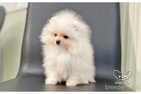 成約済の愛知県のポメラニアン-186591の8枚目