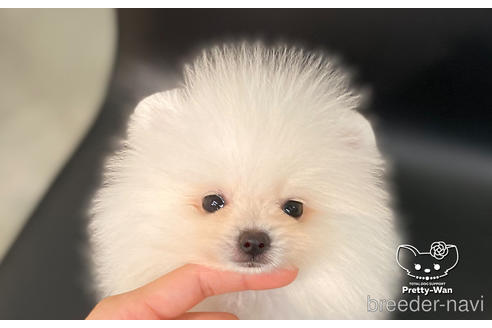 成約済の愛知県のポメラニアン-186591の5枚目