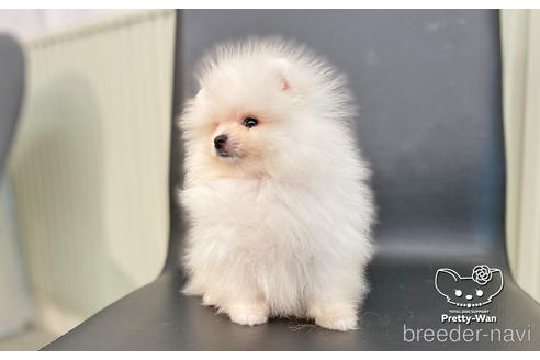 成約済の愛知県のポメラニアン-186591の6枚目