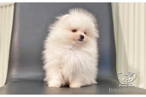 成約済の愛知県のポメラニアン-186591の7枚目