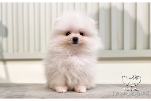 成約済の愛知県のポメラニアン-186591の1枚目