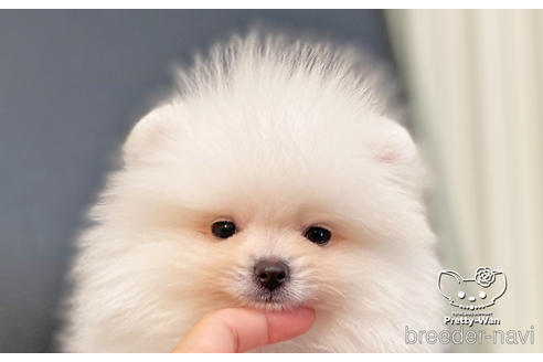 成約済の愛知県のポメラニアン-186591の4枚目