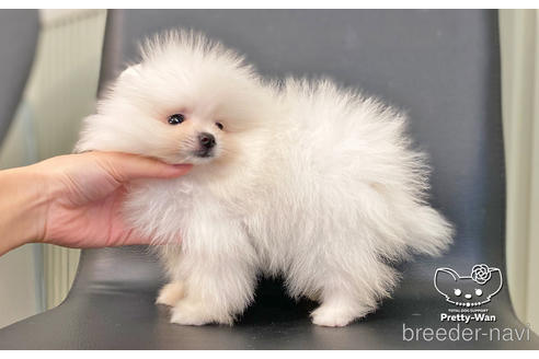 成約済の愛知県のポメラニアン-186591の2枚目