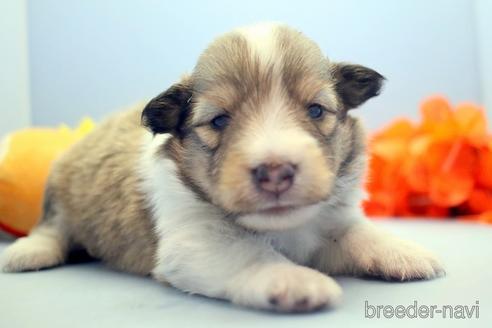 成約済の埼玉県のシェットランドシープドッグ(シェルティ)-193401の5枚目