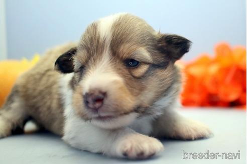 成約済の埼玉県のシェットランドシープドッグ(シェルティ)-193401の4枚目