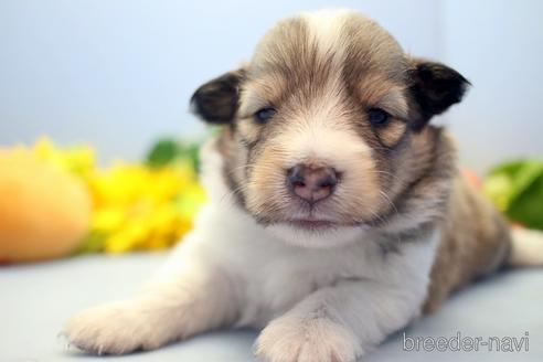 成約済の埼玉県のシェットランドシープドッグ(シェルティ)-193401の3枚目