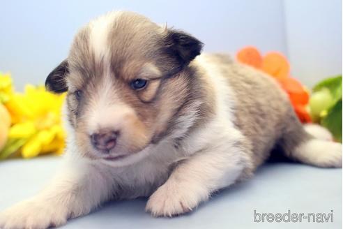 成約済の埼玉県のシェットランドシープドッグ(シェルティ)-193401の2枚目