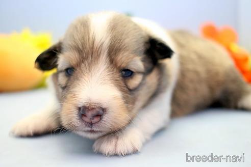 成約済の埼玉県のシェットランドシープドッグ(シェルティ)-193401