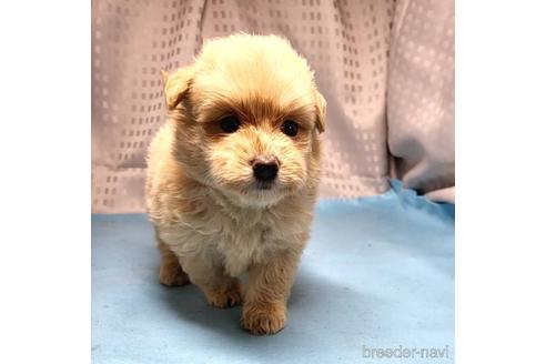成約済の茨城県のミックス犬-193412の5枚目