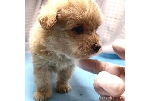成約済の茨城県のミックス犬-193412の3枚目