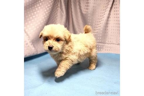 成約済の茨城県のミックス犬-193412の1枚目