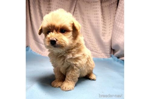 成約済の茨城県のミックス犬-193412の4枚目