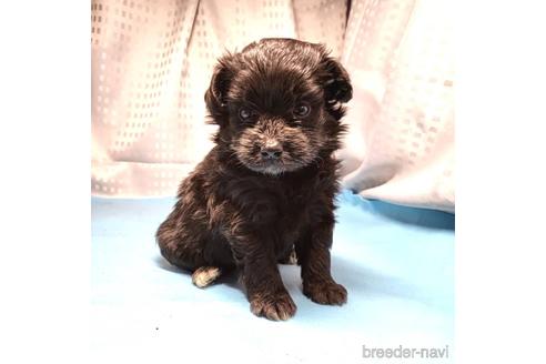 成約済の茨城県のミックス犬-193414の4枚目