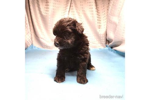 成約済の茨城県のミックス犬-193414の3枚目