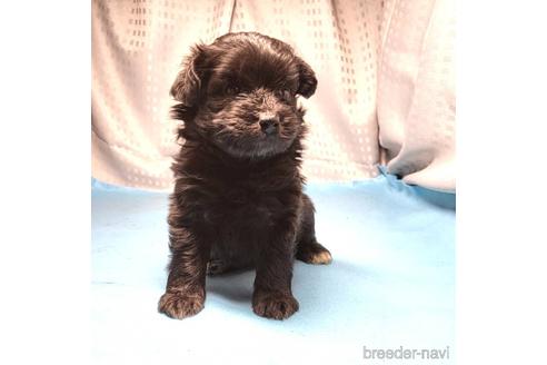 成約済の茨城県のミックス犬-193414の5枚目