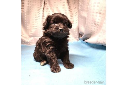 成約済の茨城県のミックス犬-193414の2枚目