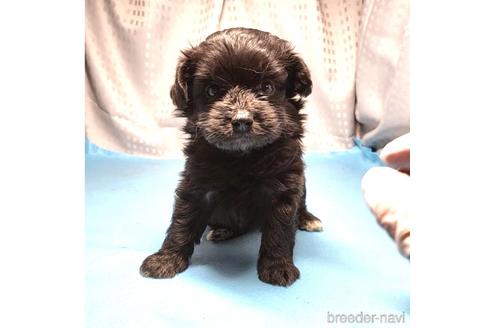 成約済の茨城県のミックス犬-193414の1枚目