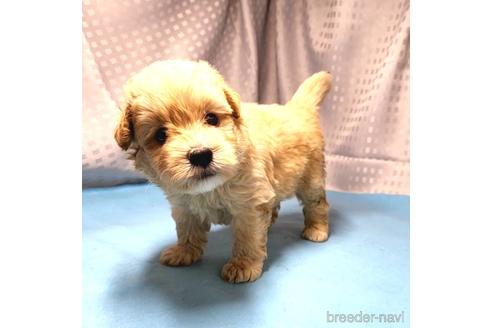 成約済の茨城県のミックス犬-193415の7枚目