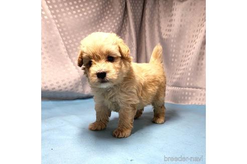 成約済の茨城県のミックス犬-193415の6枚目