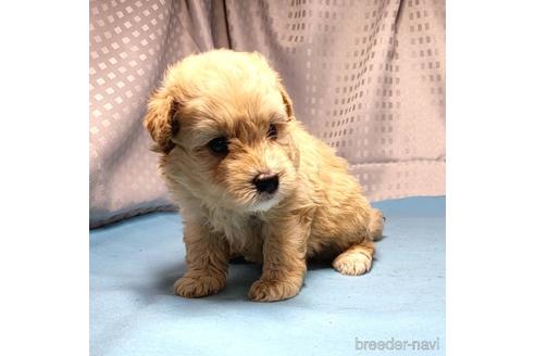 成約済の茨城県のミックス犬-193415の10枚目