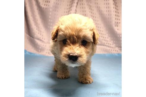 成約済の茨城県のミックス犬-193415の8枚目