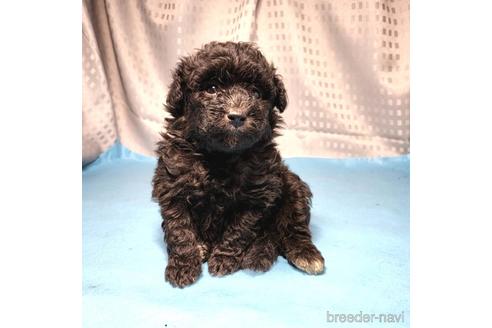 成約済の茨城県のミックス犬-193416の9枚目