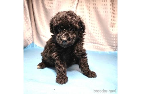 成約済の茨城県のミックス犬-193416の8枚目