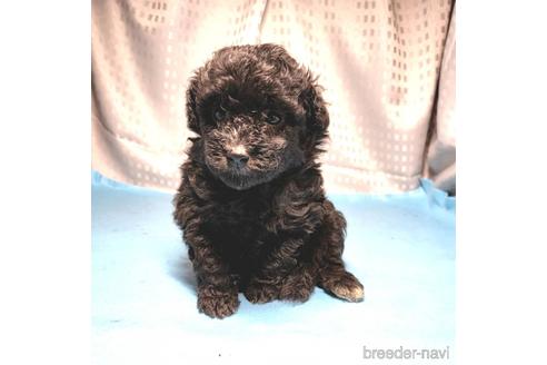 成約済の茨城県のミックス犬-193416の10枚目