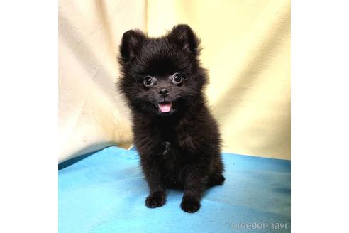 成約済の茨城県のミックス犬-185849の42枚目