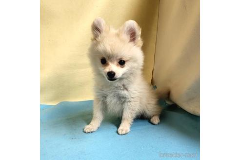 成約済の茨城県のミックス犬-185858の3枚目
