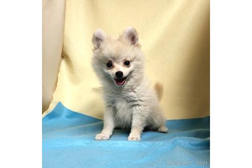 成約済の茨城県のミックス犬-185858の5枚目