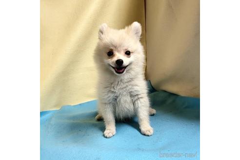 成約済の茨城県のミックス犬-185858の4枚目