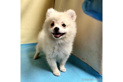 成約済の茨城県のミックス犬-185858の2枚目