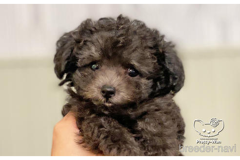 成約済の愛知県のタイニープードル-187601の5枚目