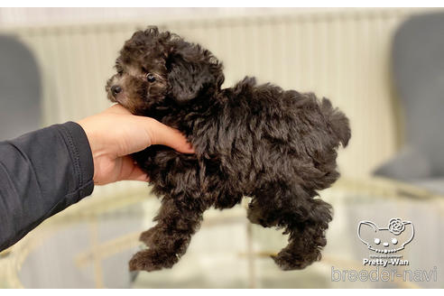 成約済の愛知県のタイニープードル-187601の4枚目