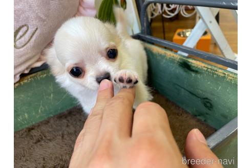 成約済の東京都のチワワ(ロングコート)-185316の4枚目