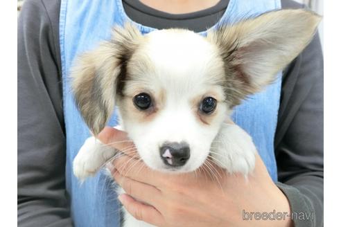 成約済の千葉県のミックス犬-186643の1枚目