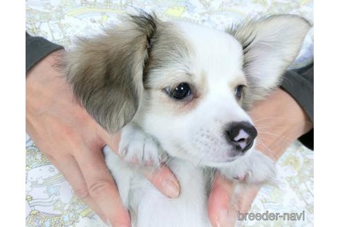 成約済の千葉県のミックス犬-186643の3枚目