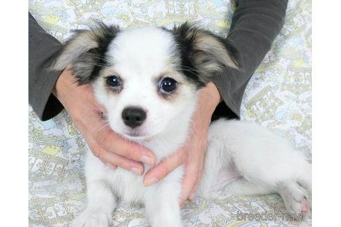 成約済の千葉県のミックス犬-186640の7枚目