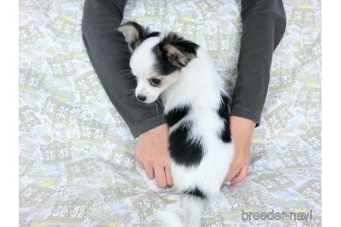 成約済の千葉県のミックス犬-186640の6枚目